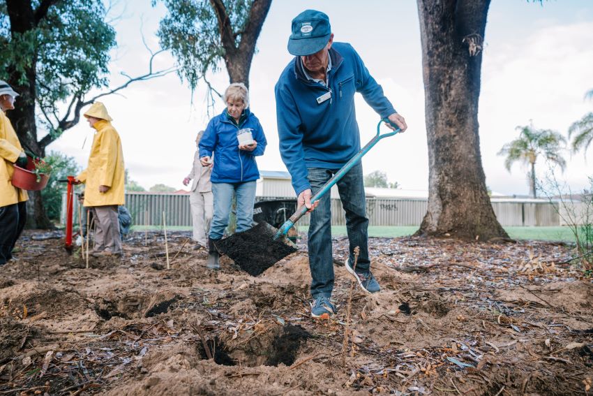 People outdoors participating in a tree planting activity. There is an older man in the foreground digging a hole.