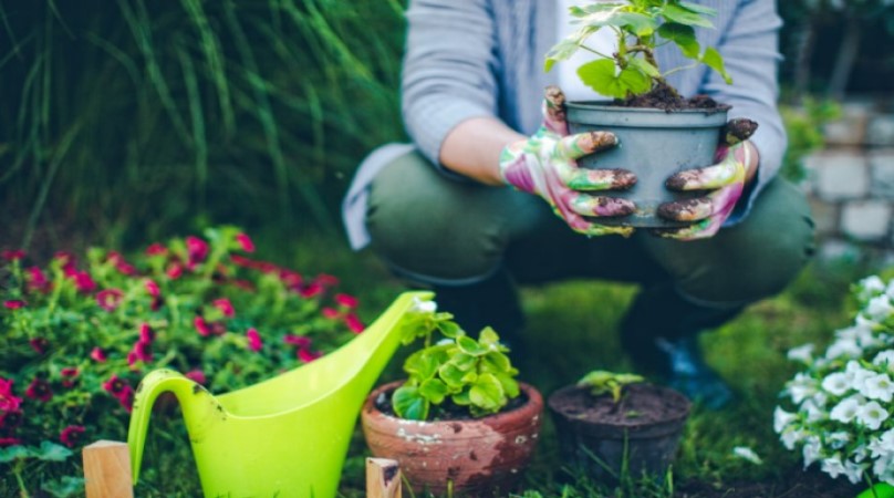 Plants in garden