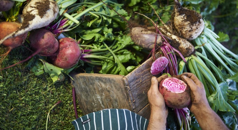 Veggies in a garden