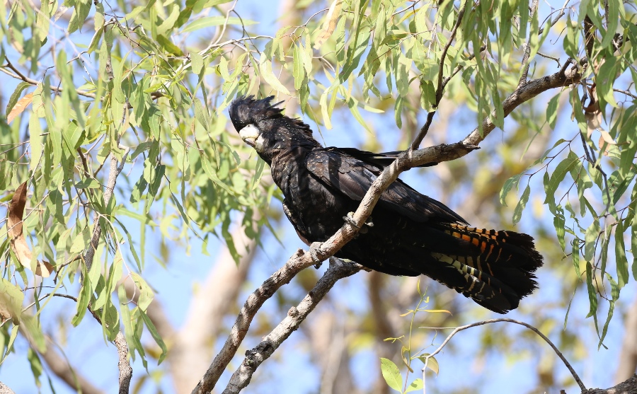 Red tailed black cockatoo Red tailed black cockatoo sitting on a branch in tree viewed from below
