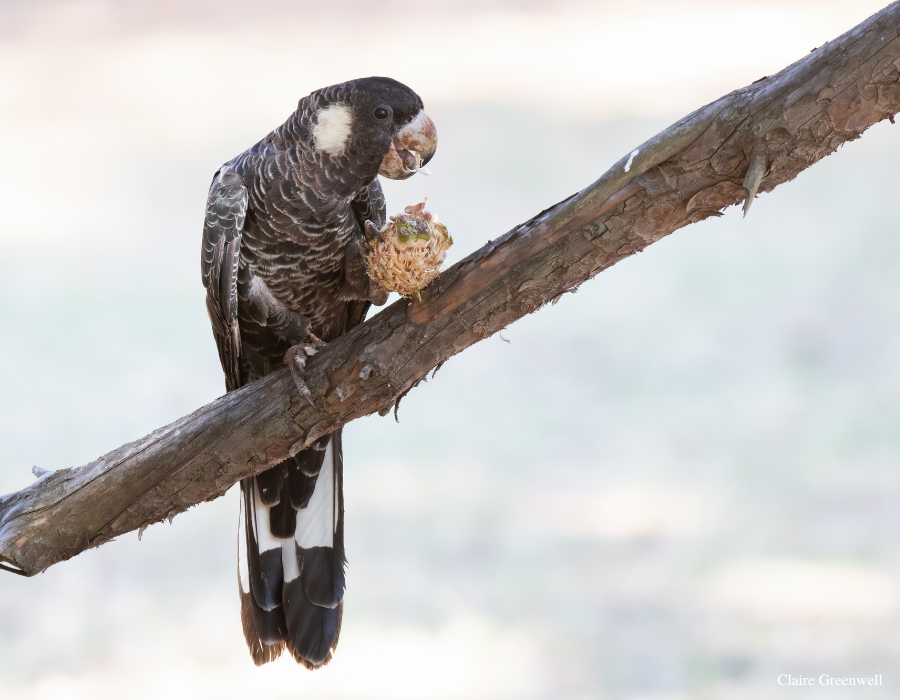 Carnaby's Cockatoo with pine cone