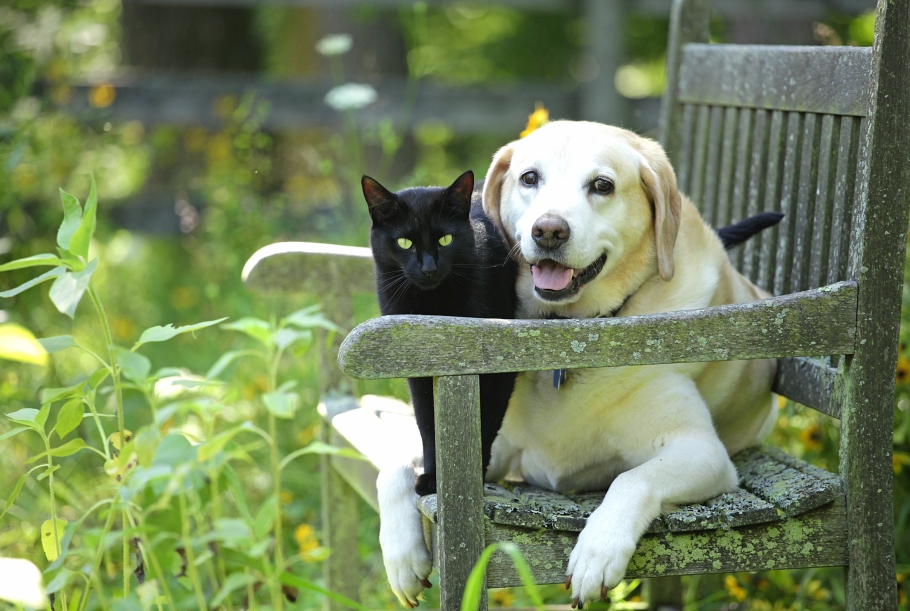 Cat and dog on a chair Cat and dog sitting on a chair in a garden