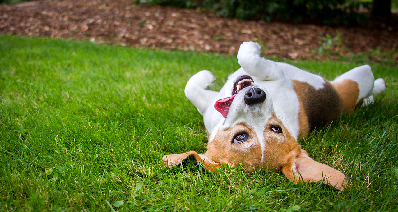 beagle dog