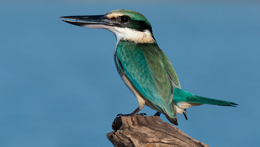 Sacred Kingfisher on branch