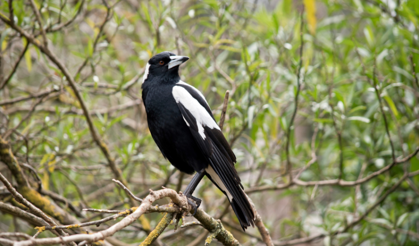 Landscape image of a magpie perched on a branch