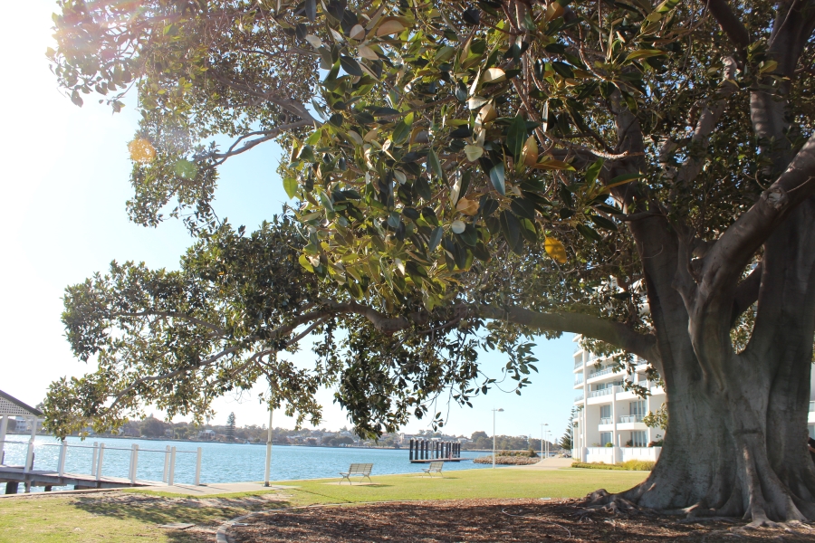 Underneath a large fig tree on the water