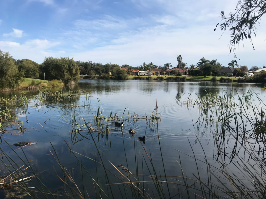 A large blue lake in front of some houses on a sunny day with ducks in the water