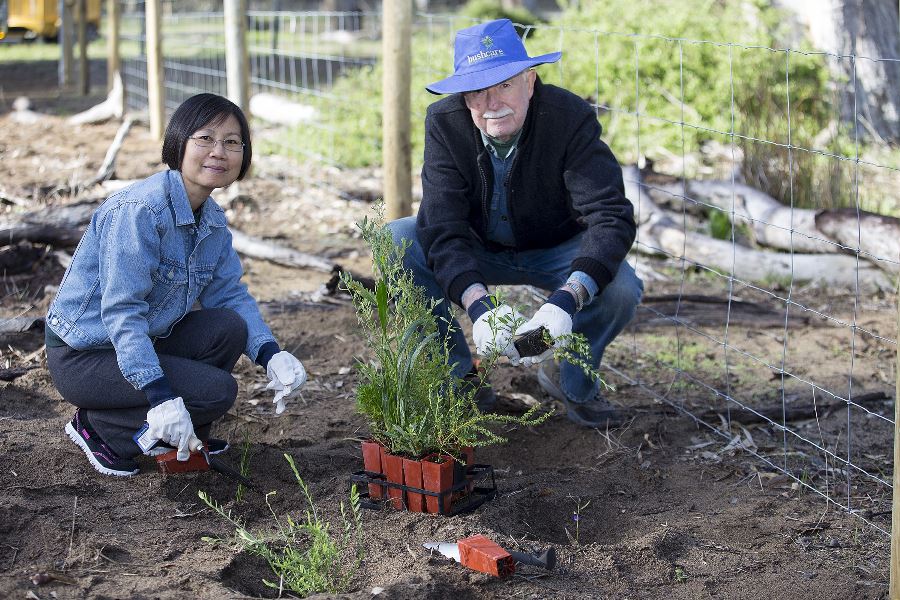 Old man and woman crouched planting seedlings from small  red pots into the ground.
