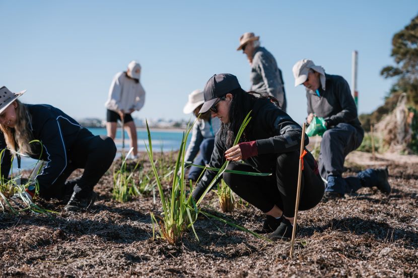 Volunteers planting seedlings on one of the sand dunes