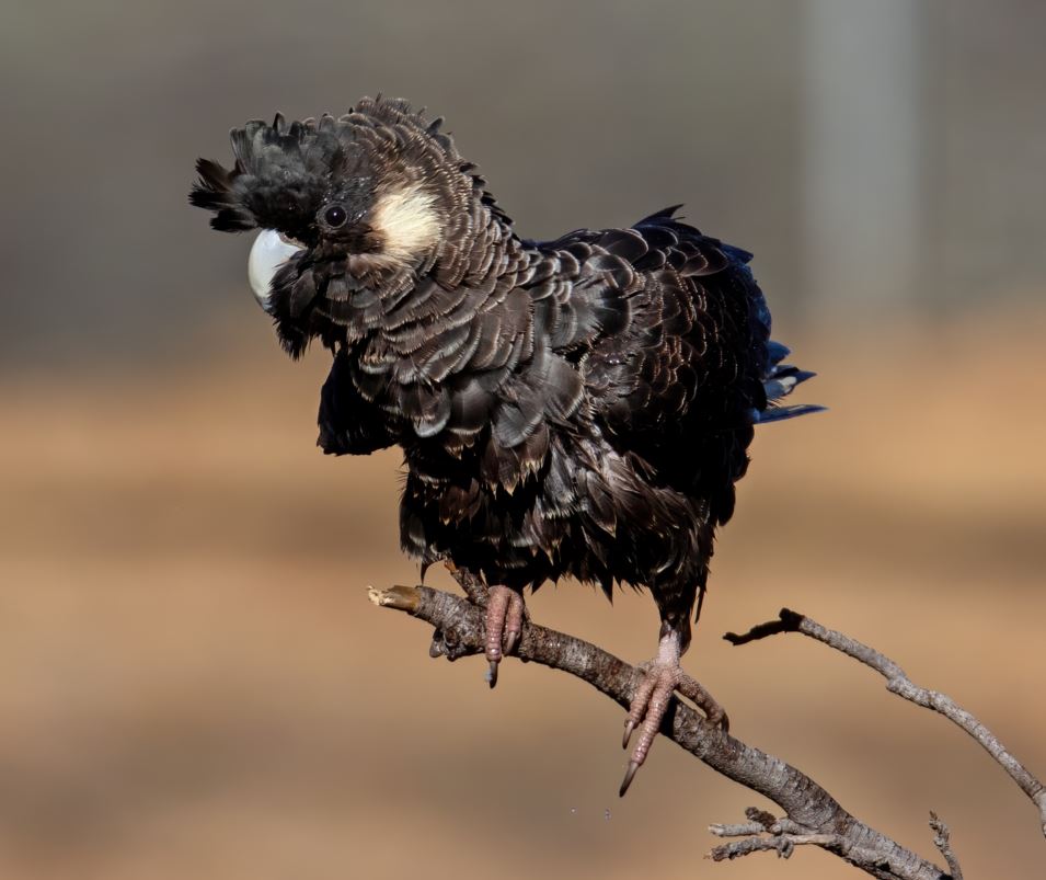 Carnaby's black-cockatoo on a branch