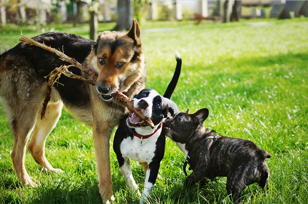 Three dogs of various breeds playing with a stick