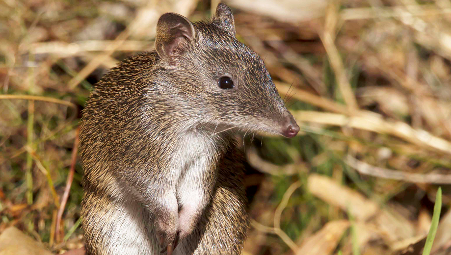 Photo of a Quenda in the bush- credit Jesse Steele