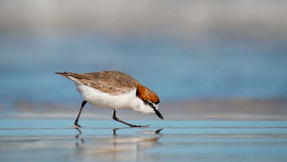 red capped plover bird on the shore of a beach