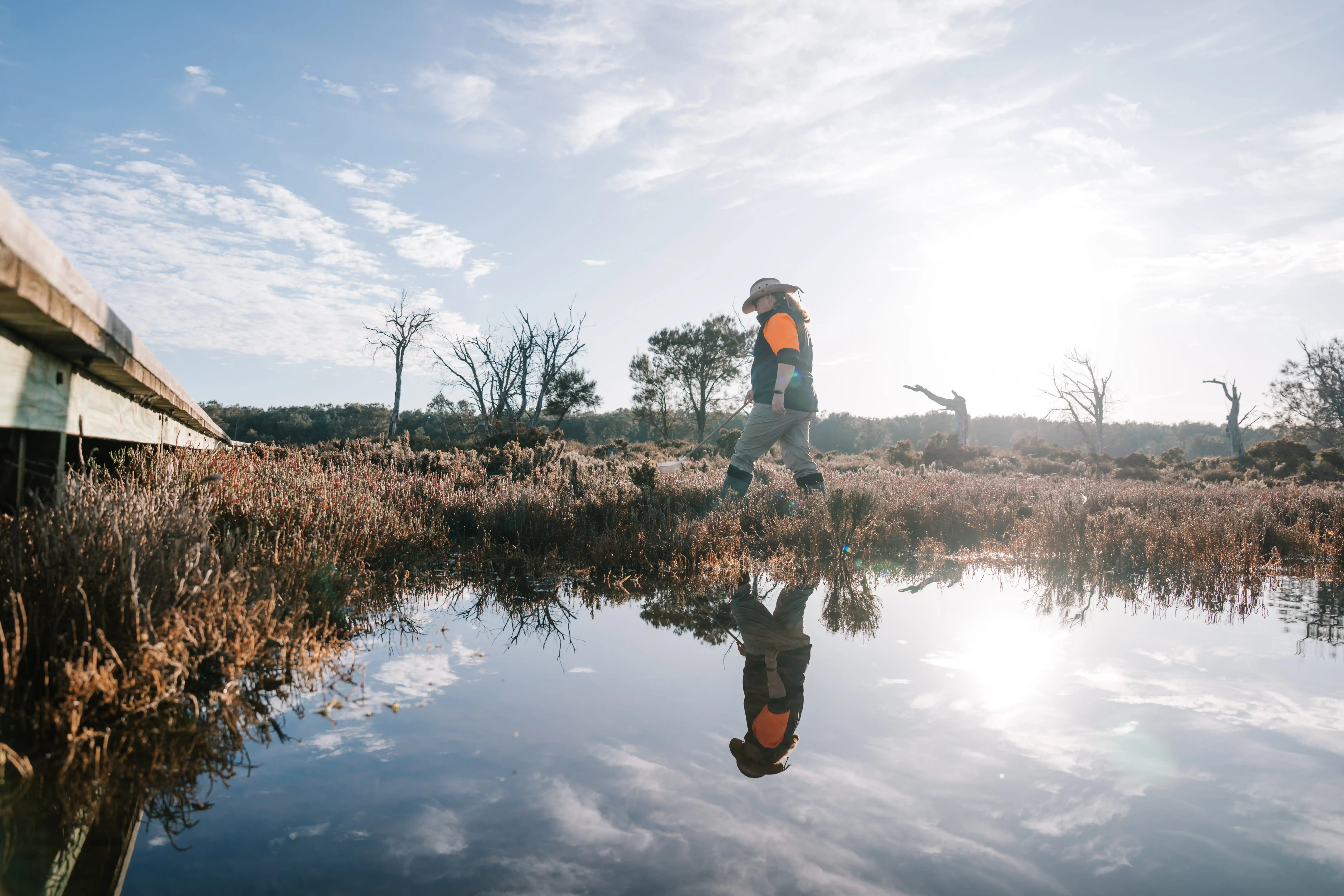 A field worker in protective clothing walking through wetland vegetation beside a reflective water pool during mosquito monitoring.