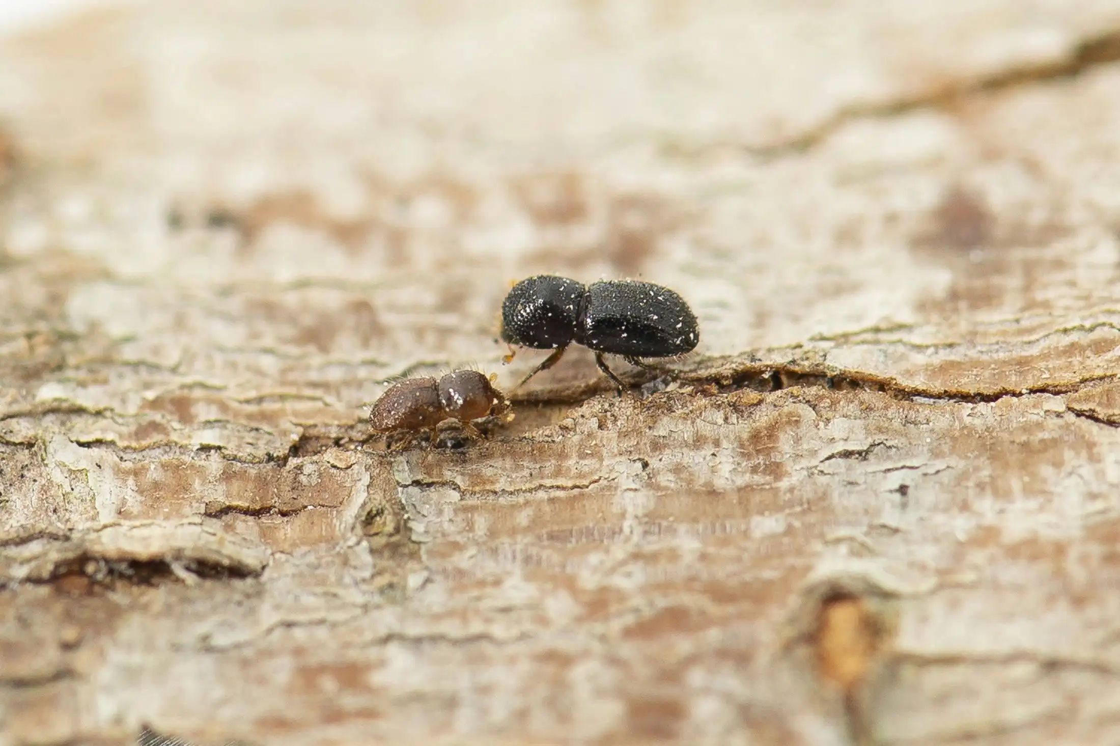 Two adult polyphagous shot-hole borer beetles